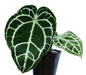 Anthurium Crystallinum Silver plant (Semishade)