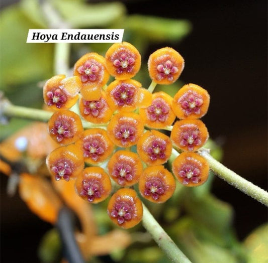 Hoya Endauensis