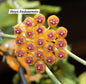 Hoya Endauensis