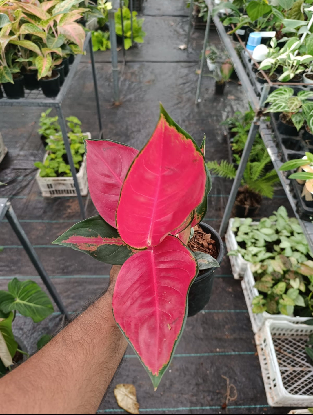 Thai super Red plant