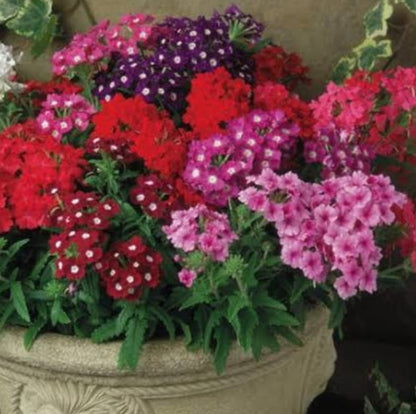 Verbena Quartz XP mix winter Flower seeds