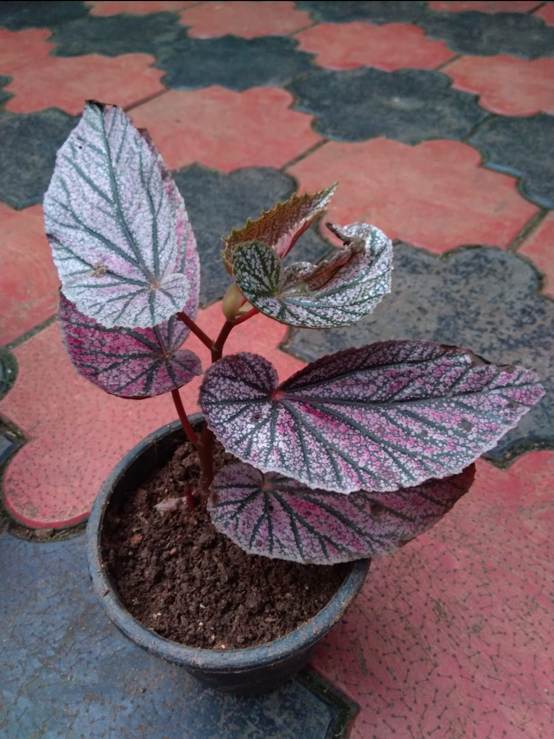 Begonia -5 (Semishade plant)