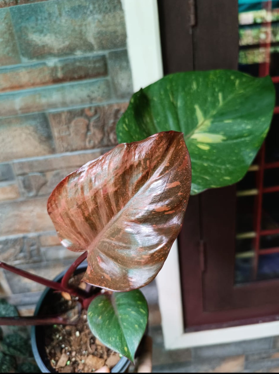 Philodendron Orange Princess Plant (Semishade)