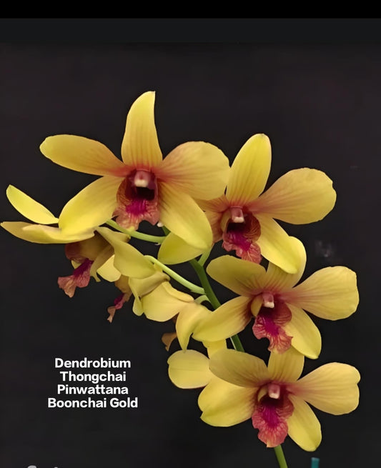 Dendrobium 3 Boonchai Gold Orchid