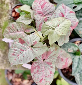 Syngonium collection