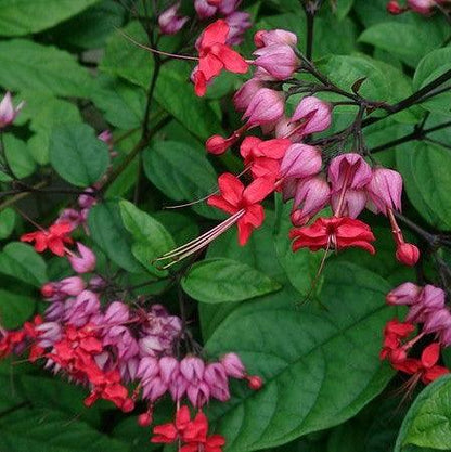 Red Bleeding heart vine