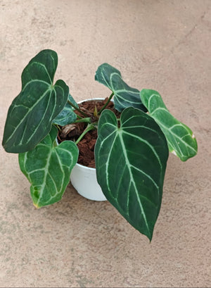 anthurium dark crystal Anthurium Black Crystal Hybrid plant – ASHIYANA STORE