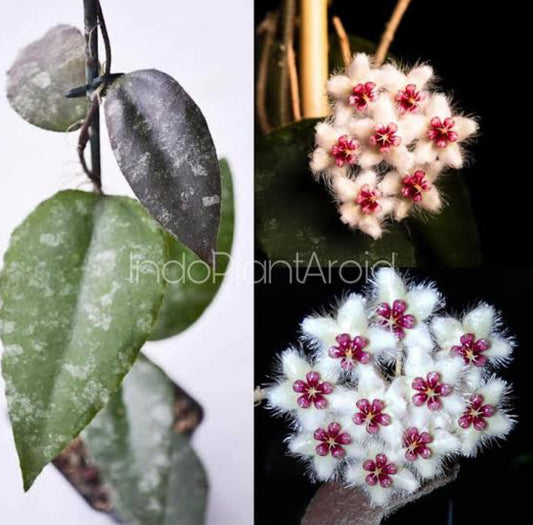 Hoya Caudata Sumatra Rare (Semishade)