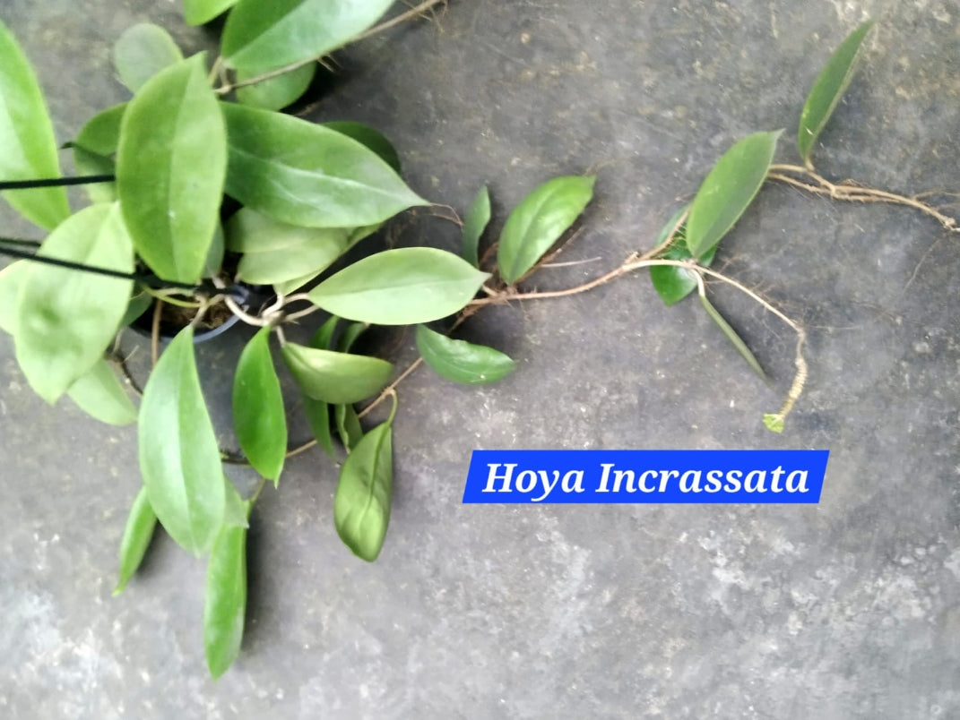 Hoya Incrassata