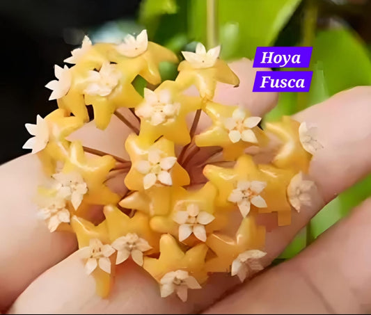 Hoya Fusca