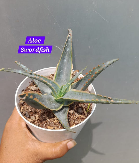 Aloe Swordfish