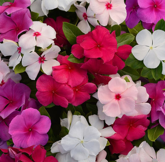 Vinca summer Flower seeds