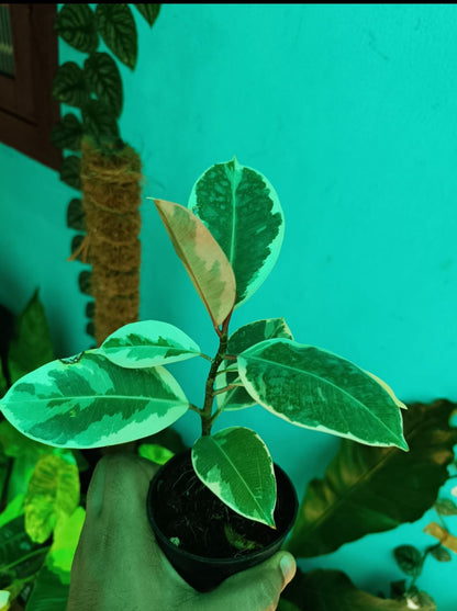 Rubber Plant Veriegated (Indoor plants)