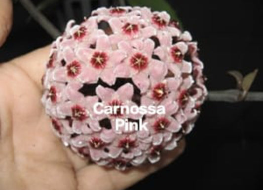 Carnossa Hoya pink