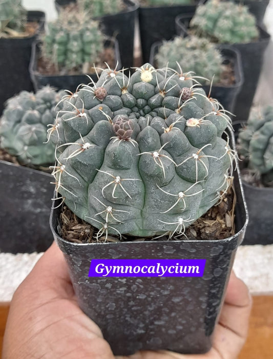 Gymnocalycium 7 cactus