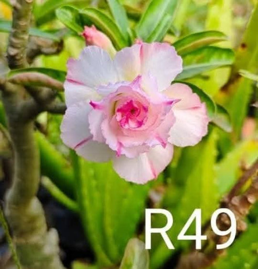 Adenium plant (desert rose) white pink stripe colour flower