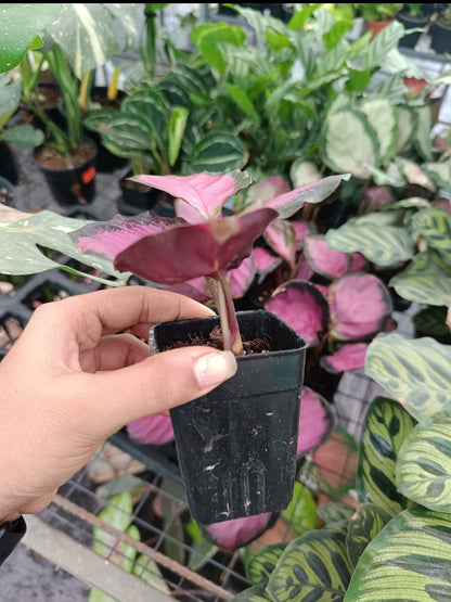 Calathea Roseopicta Crimson plant