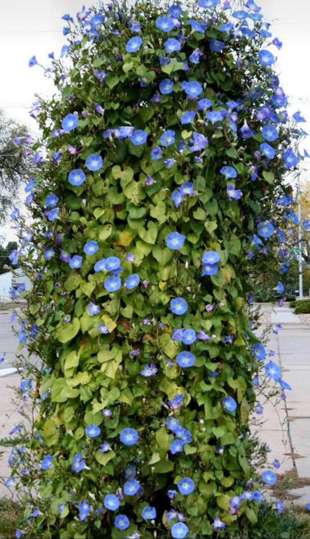 Morning Glory miniature plant