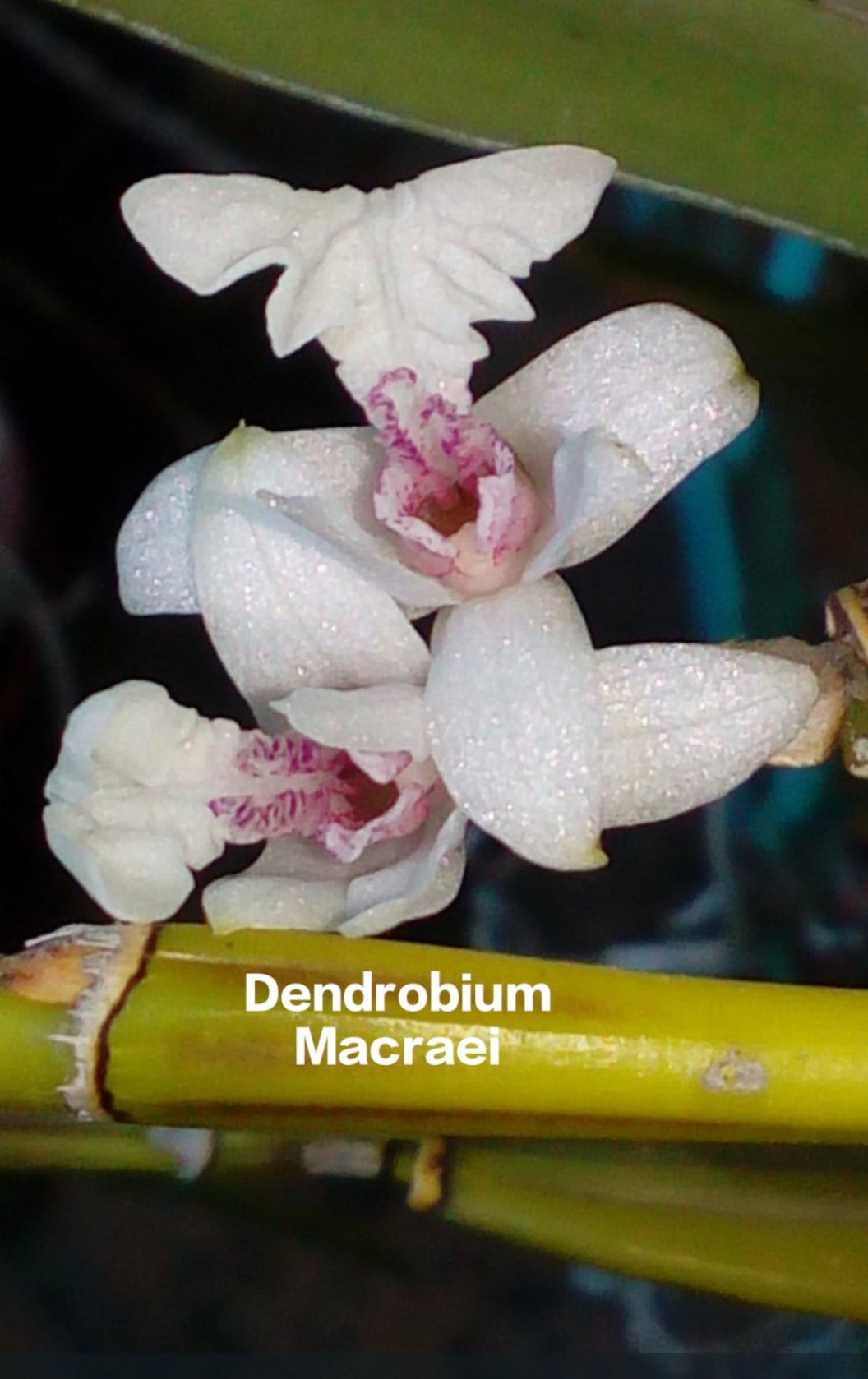 Dendrobium Macraei