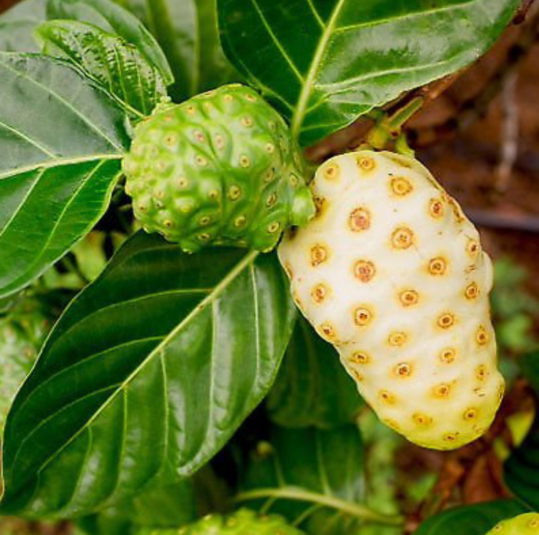 Noni fruit plant