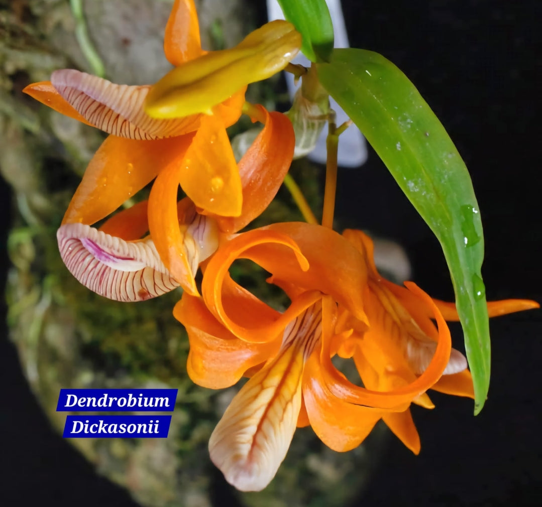 Dendrobium Dickasonii