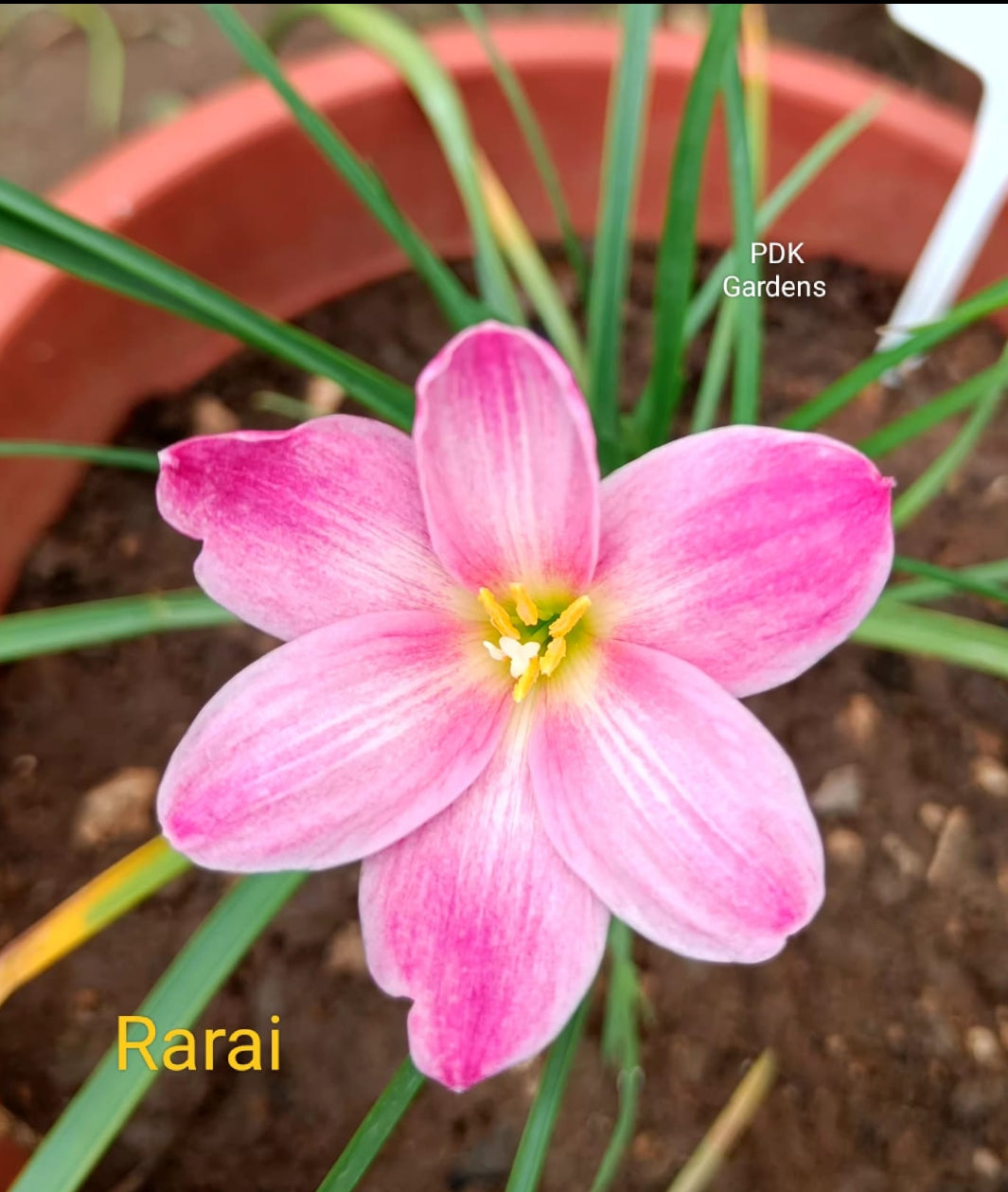 Rarai rain Lily bulb