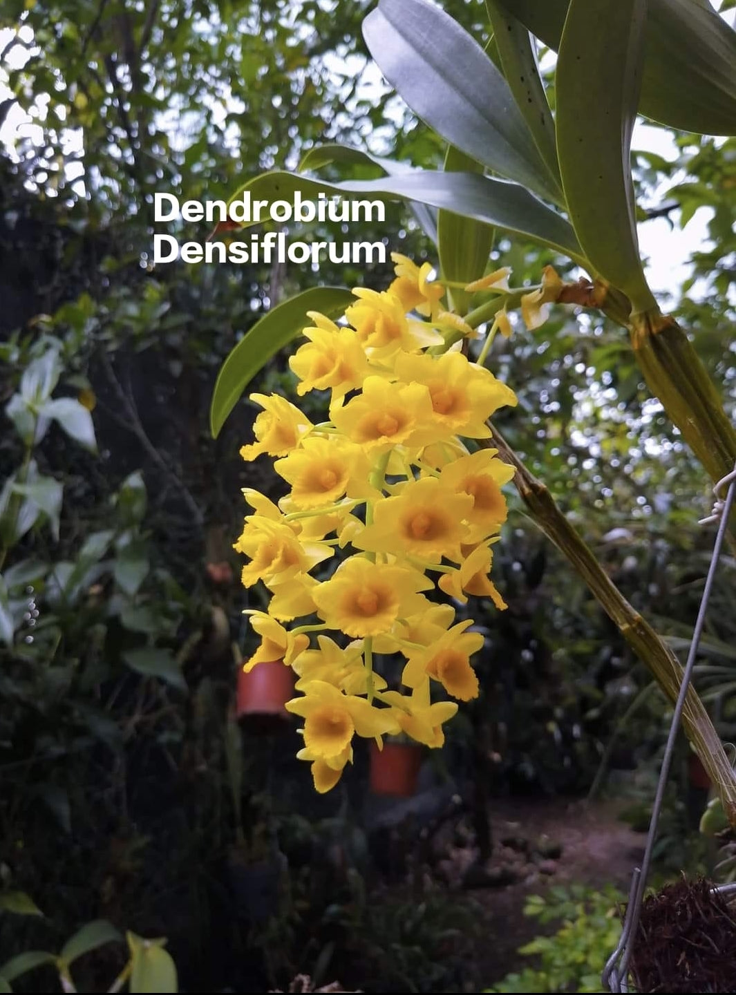 Dendrobium Densiflorum