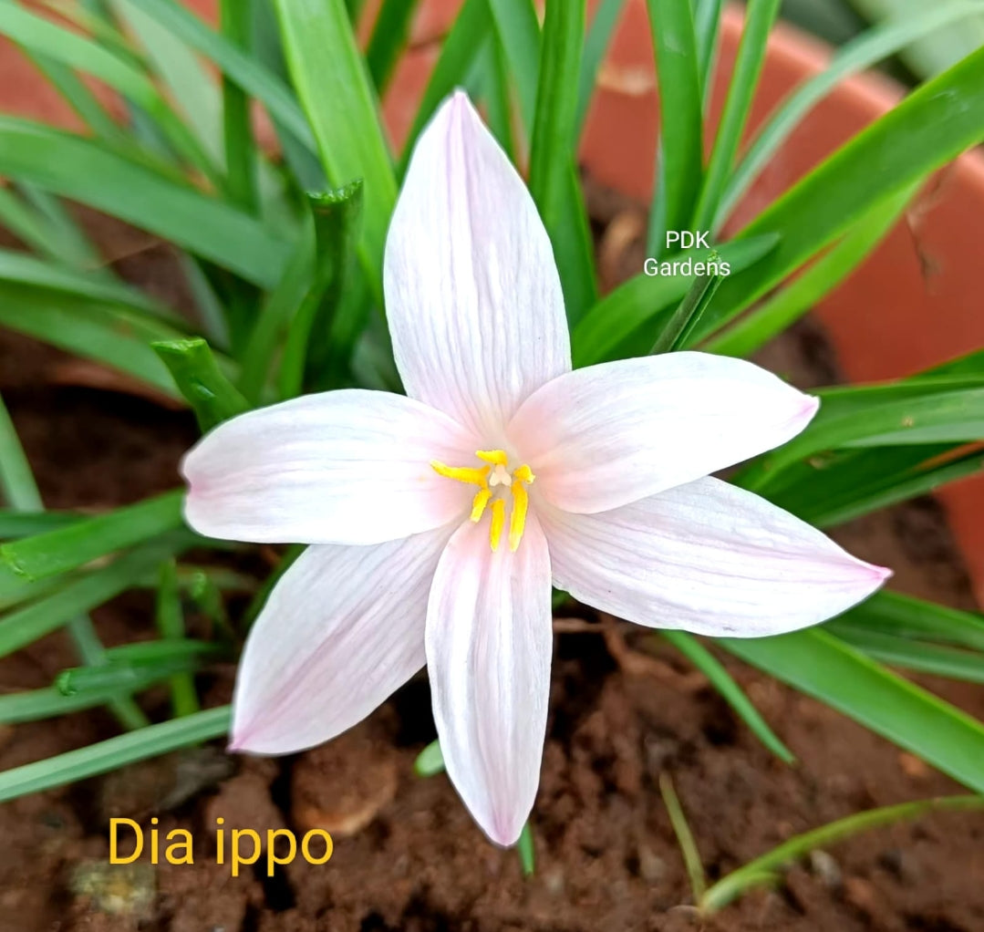 Dia ippo Rain Lily bulb