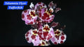 Tolumnia orchid 1