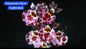 Tolumnia orchid 1