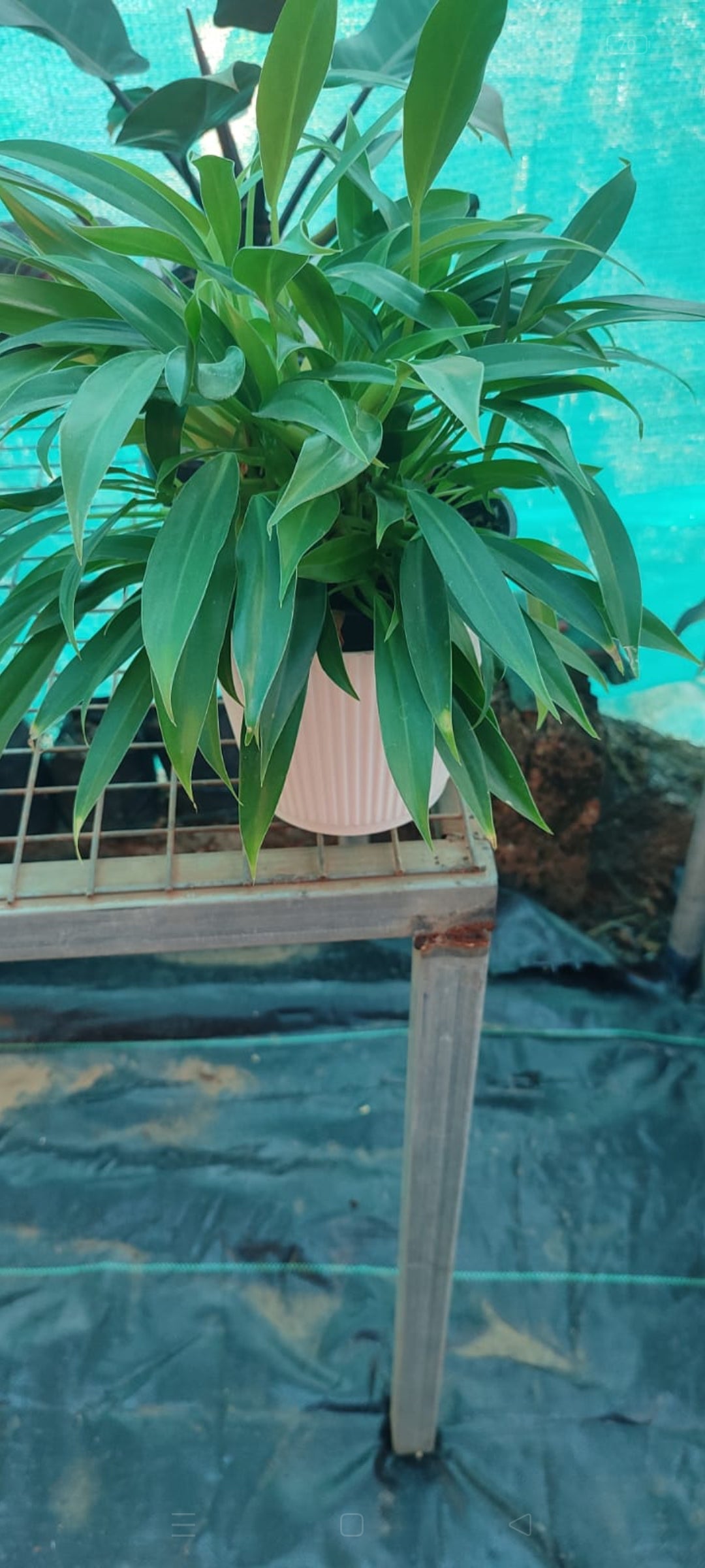 Little Philodendron plant