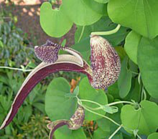 Aristalochia ringens plant