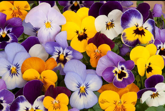 Pansy winter Flower seeds