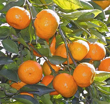 Orange fruit plant