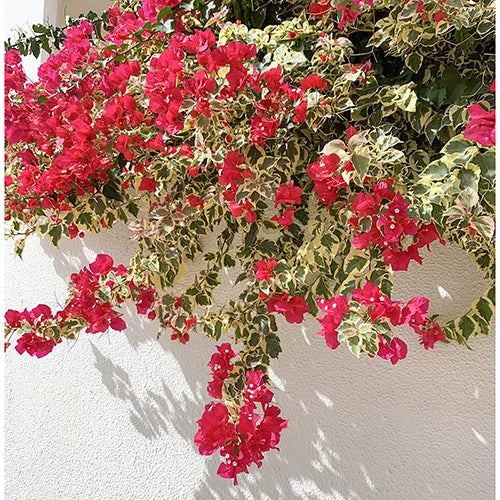 Bougainvillea Glabra Plant || Dark Pink with Variegated Leaves