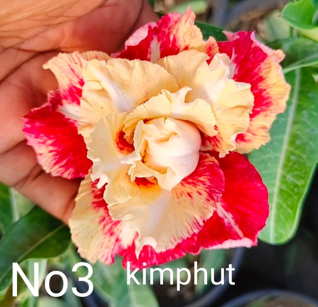 Adenium plant (desert rose) florist red and yellow mix colour