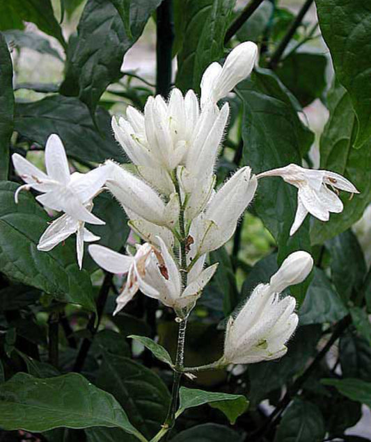 White fieldia elongate plant