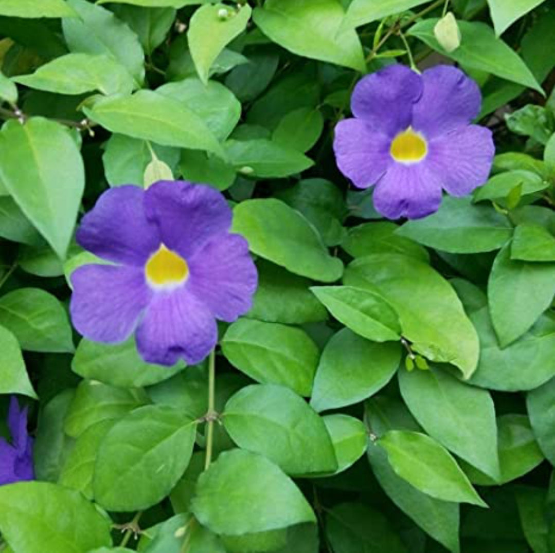 Thunbergia erecta plant (Shrub Plant)