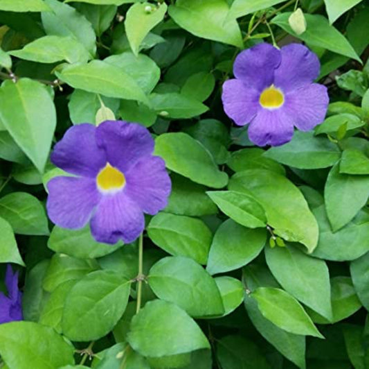 Thunbergia erecta plant (Shrub Plant)