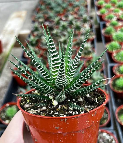 Haworthia Zebra plant (Succulent varity Indoor plants)