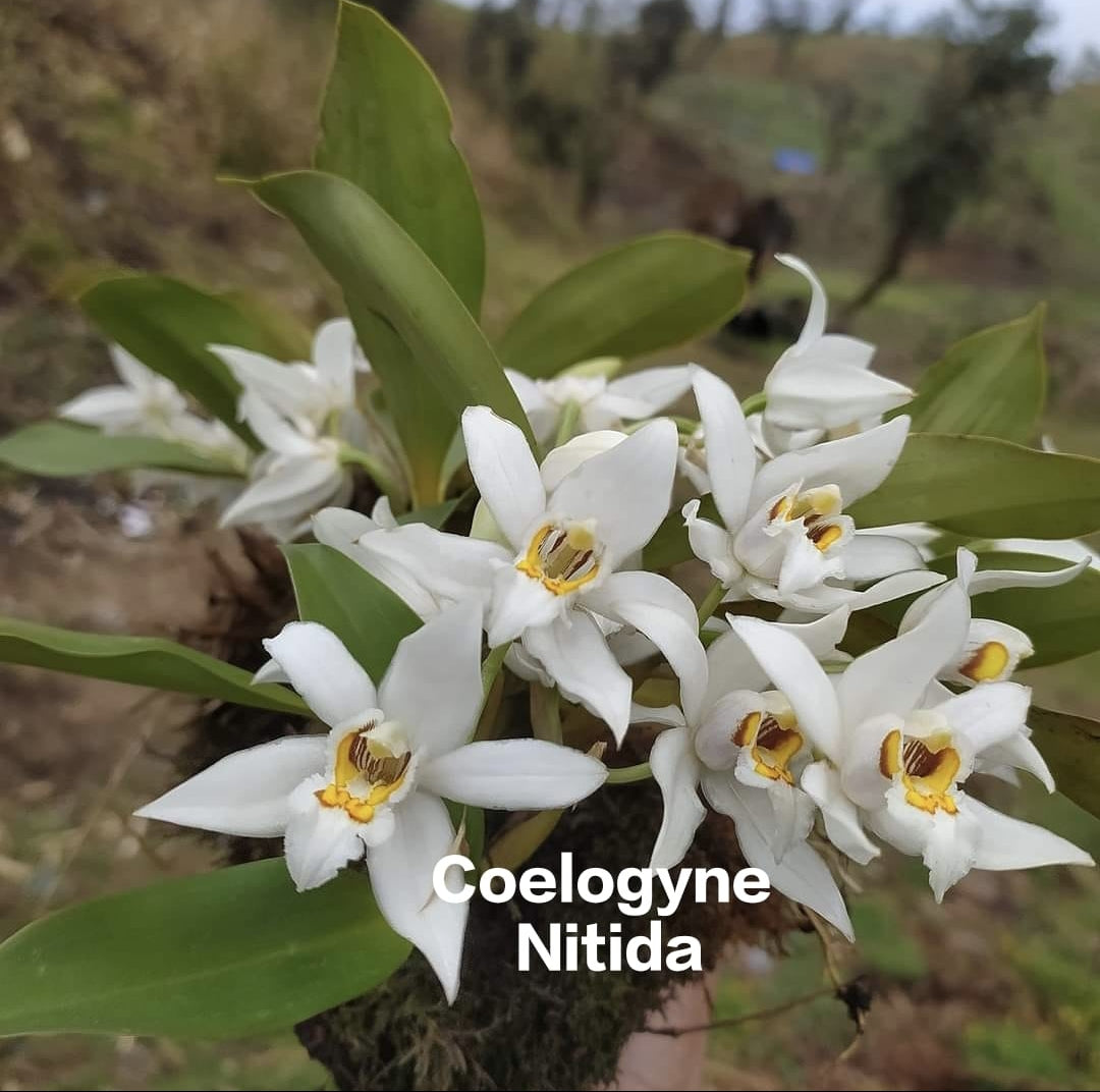 Coelogyne Nitida