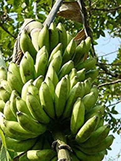 Nendran banana fruit plant|traditional banana varieties