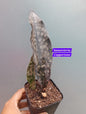 Sansevieria Coppertone