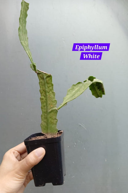 Bramha Kamal Epiphyllum White