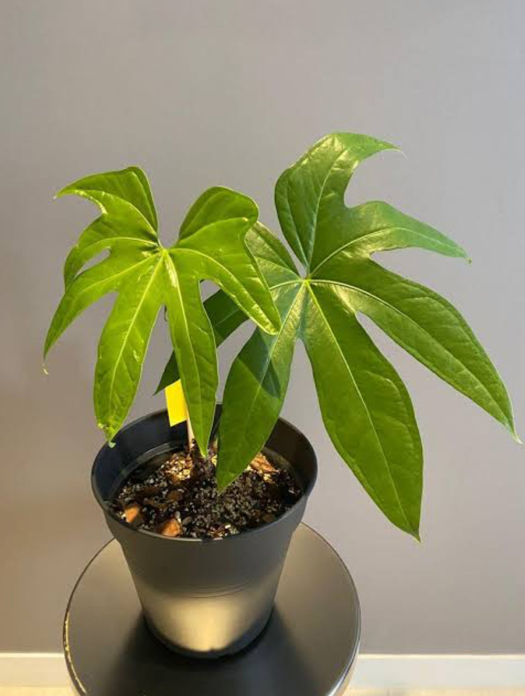 Anthurium Pedatoradiatum plant