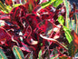 Mammy red Croton