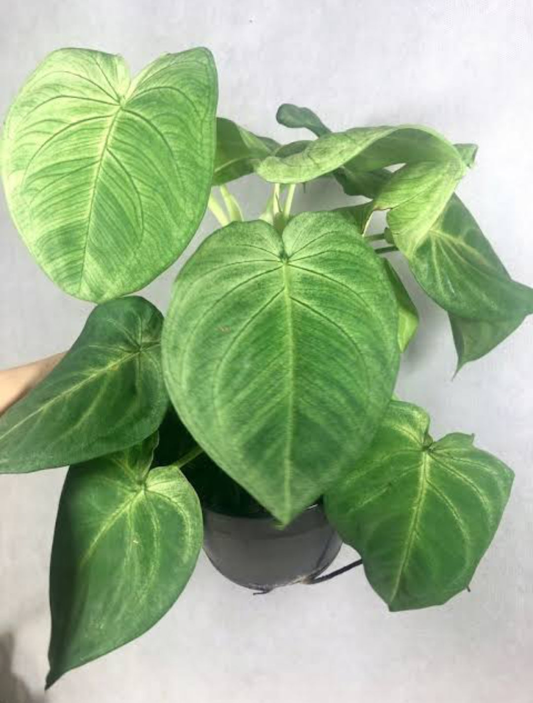 Syngoniyam Macrophyllum Frosted Heart Plant (Indoor Semishade plant)