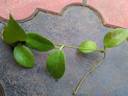 Hoya Sunrise (Indoor Creeper)