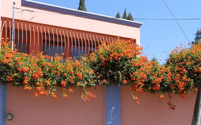 Outdoor plants (combo pack) creeper flowering vine