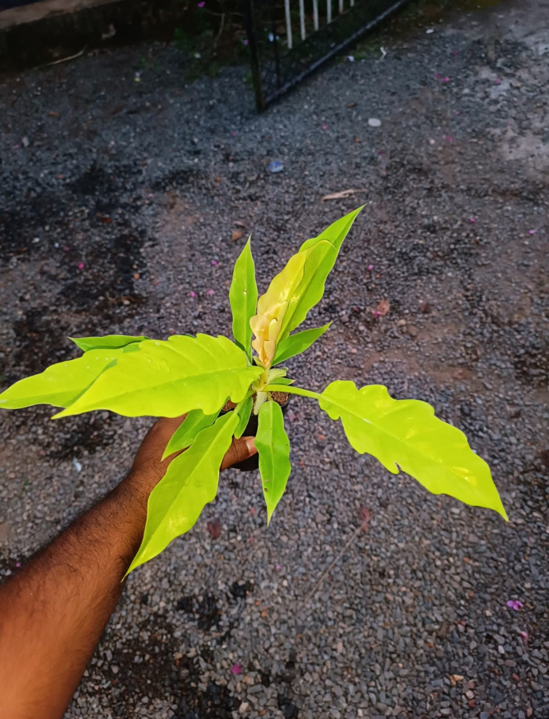 Pluto gold philodendron plant